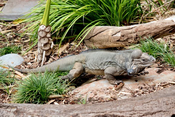 Dit Een Zijaanzicht Van Een Rhinoceros Iguana — Stockfoto