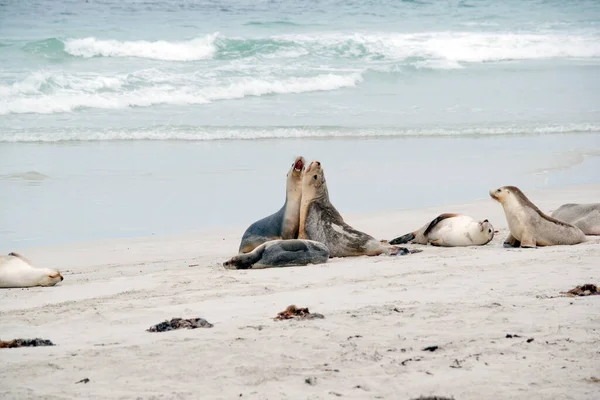 Los Lobos Marinos Están Playa Seal Bay — Foto de Stock