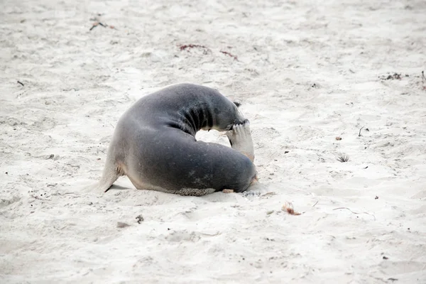 Zeeleeuwenpup Heeft Een Schram Met Zijn Achterpoot — Stockfoto