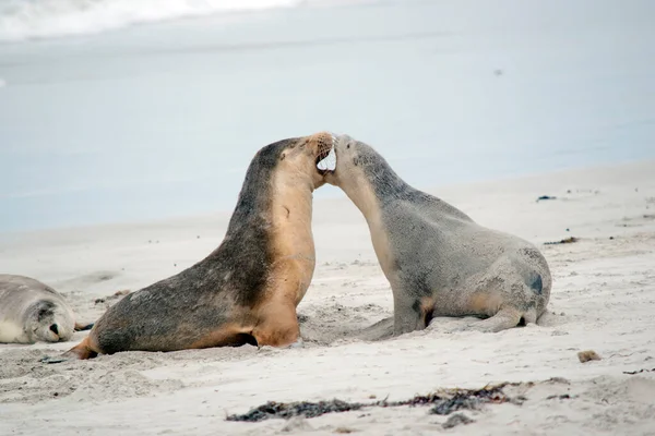 Twee Jonge Zeehonden Pups Vechten Het Strand — Stockfoto