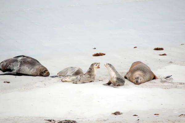 the sea lions rest at seal bay after going out to sea