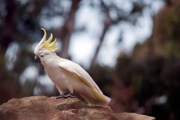 这种硫磺烤的鹦鹉是一种白色的鸟 它栖息在岩石上 — 图库照片