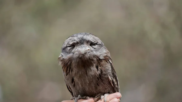 Tawny Frogmouths Stocky Compact Rounded Wings Short Legs Have Wide — Stock Photo, Image