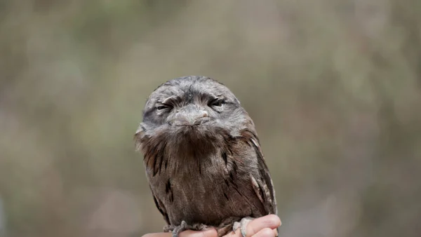 Tawny Froschmäuler Sind Untersetzt Und Kompakt Mit Abgerundeten Flügeln Und — Stockfoto