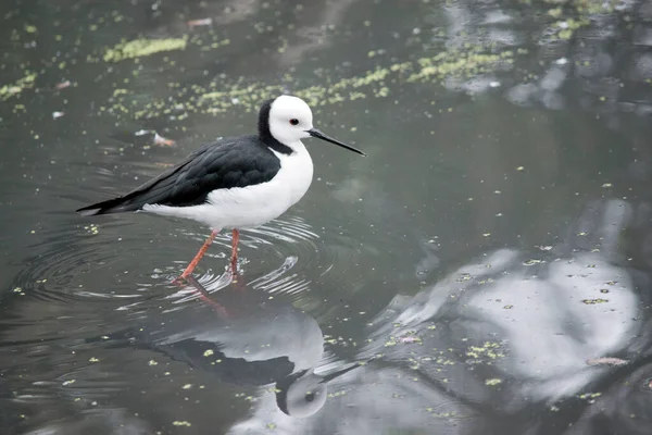 the black winged stilt is walking in water looking for food