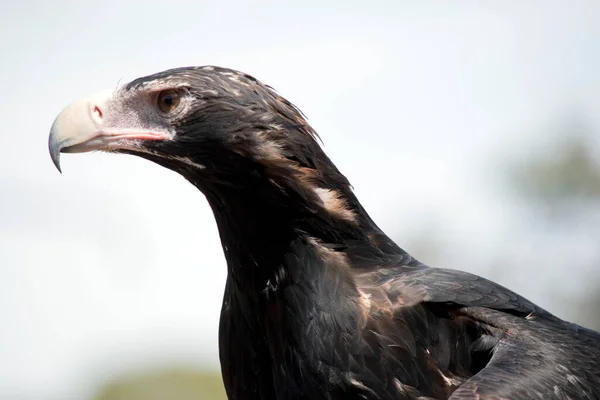 Close Wedge Tailed Eagle — Stock Photo, Image