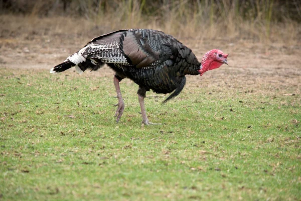 Esta Una Vista Lateral Pavo Salvaje — Foto de Stock