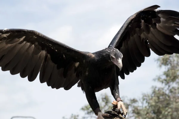 Aquila Coda Cuneo Spiegato Sue Ali Pronte Volo — Foto Stock