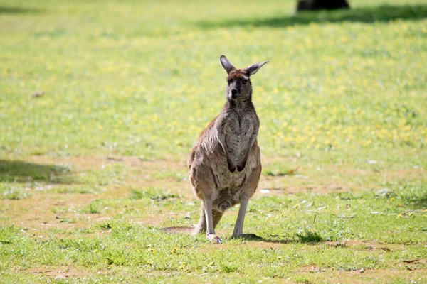 Male Western Grey Kangaroo Mainly Brown Grey Chest — Stock Photo, Image