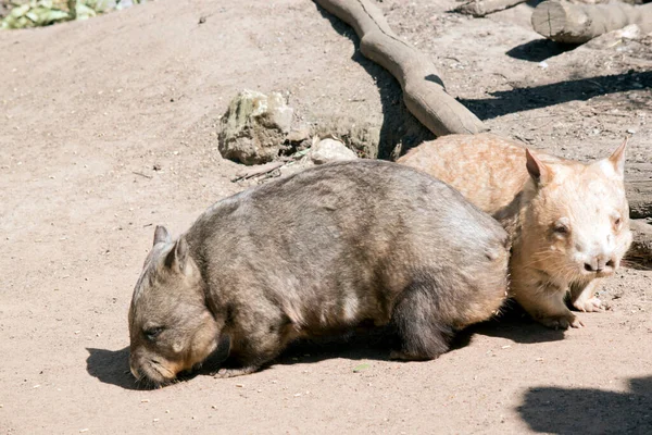 Two Hairy Nosed Wombats Eating Pellets Ground — Stock Photo, Image