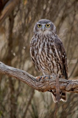 Havlayan baykuşun siyah bir çizgiyle çevrili büyük parlak sarı gözü vardır. Üst kısımları kahverengi benekli beyaz.