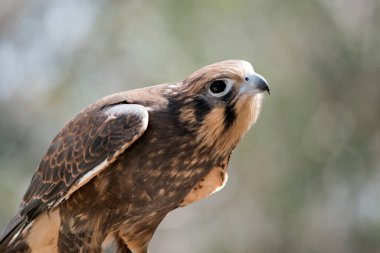 Kahverengi şahinin gözünün altında ve arkasında koyu lekeler vardır. Vücudunda beyaz lekeler vardır.