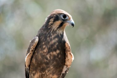 Kahverengi şahinin gözünün altında ve arkasında koyu lekeler vardır. Vücudunda beyaz lekeler vardır.