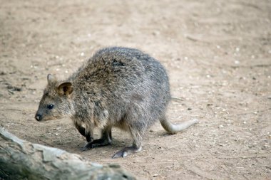 Kuokka tüm otlar kuruduğu için yiyecek arıyor.