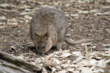 Kuokka yemek için yaprak arıyor.