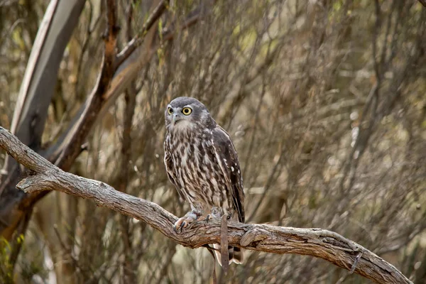 Havlayan baykuş bir ağaca tünemiş tehlikeyi kolluyor. .