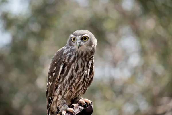 the barking owl has large bright yellow eye surrounded by a black line. his upperparts are brown coarsely spotted white