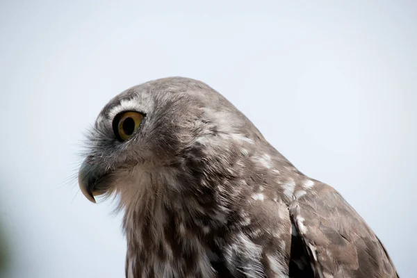 Side View Barking Owl — Stock Photo, Image