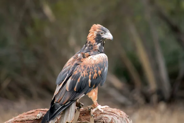 Zwarte Buizerd Heeft Een Zwart Gezicht Met Bruine Veren Zijn — Stockfoto