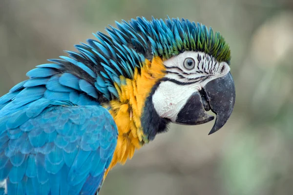 Dit Een Zijaanzicht Van Een Blauwe Gouden Ara — Stockfoto