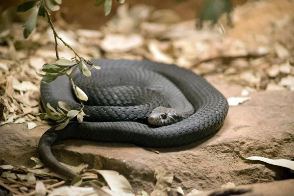 Cobra Negra Enrolada Enquanto Descansa Cobra Negra Venenosa Seu Veneno — Fotografia de Stock