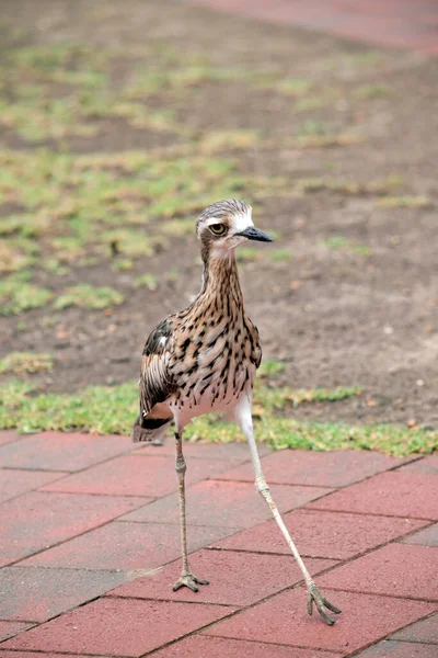 Zarcillo Piedra Arbustiva Pájaro Alto Que Está Caminando Por Camino — Foto de Stock