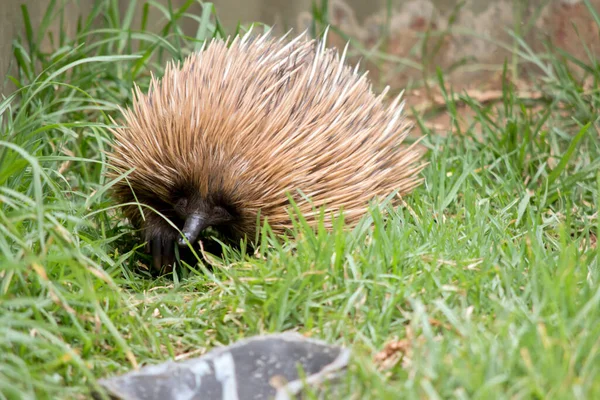 Echidna Anteater Has Long Pointed Mouthand Sharp Claws Get Ant — Stock Photo, Image