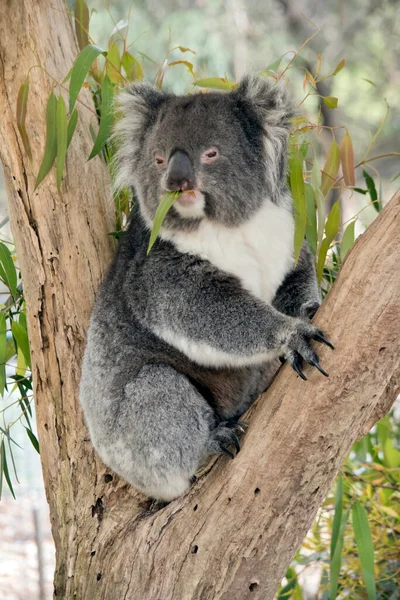 Koala Villájában Van Rágógumi Leveleket Eszik — Stock Fotó