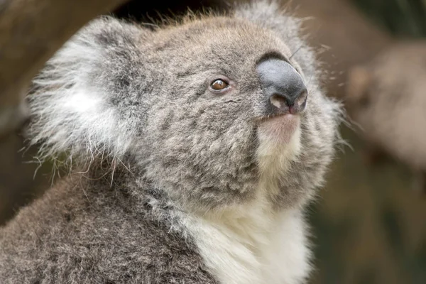 Koala Jest Szary Brązowy Woth Białą Klatkę Piersiową Uszy Duży — Zdjęcie stockowe