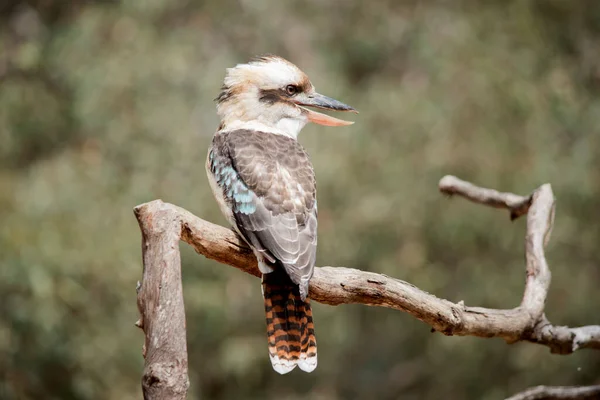 Der Lachende Kookaburra Ist Der Größte Der Eisvögel Hat Einen — Stockfoto