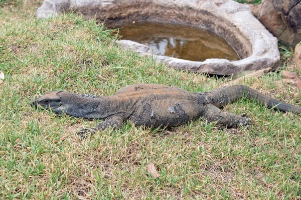 Lézard Dentelle Est Grand Lézard Ils Peuvent Grimper Aux Arbres — Photo