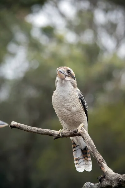 Kahkaha Atan Yalıçapkını Kahverengidir Beyaz Mavi Kuş Yüksek Sesle Seslenir — Stok fotoğraf