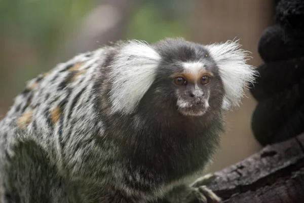 Marmoset Wit Grijs Bruin Met Bossig Wit Haar Zijn Oren — Stockfoto