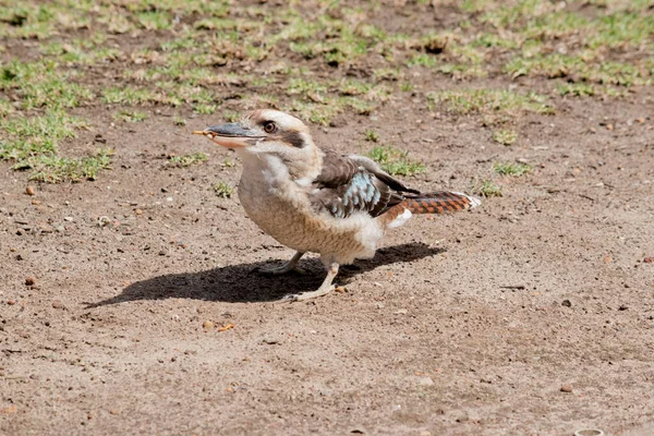 Lachende Kookaburra Eet Een Maaltijdworm — Stockfoto