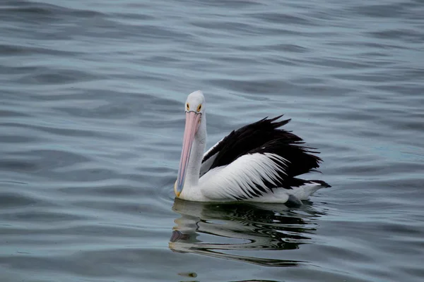 Pélican Australien Est Oiseau Noir Blanc Avec Bec Rose — Photo