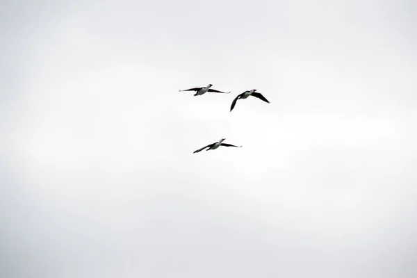 Pied Cormorants Fly Irregularly Shaped Lines Sloppy Flight Cormorants Hold — Stock Photo, Image