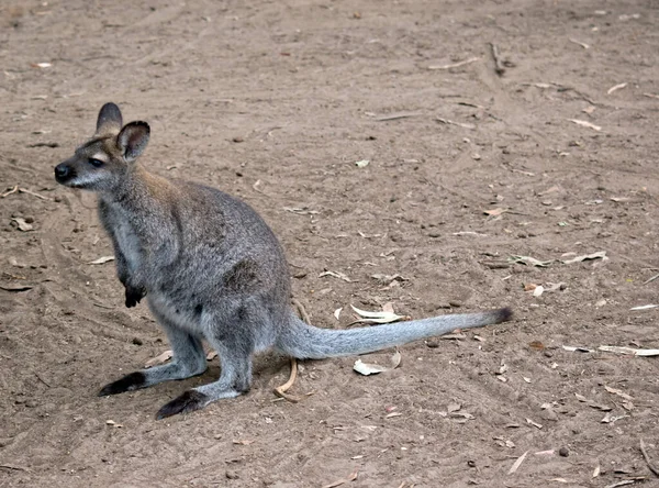 Wallaby Cou Roux Wallaby Bennet Mange Des Feuilles — Photo