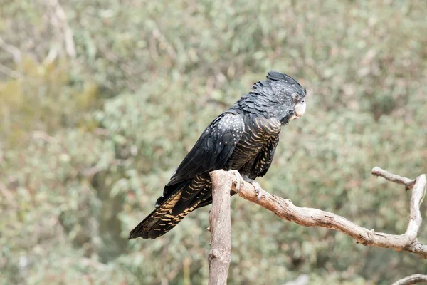 Cacatúa Negra Cola Roja Hembra Negra Amarilla Sin Rojo Absoluto — Foto de Stock