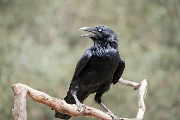 乌鸦是一只长着白眼的黑鸟 — 图库照片