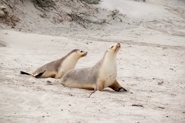 Deniz aslanının beyaz bir tabanı ve yırtıcılardan korunmak için gri bir üstü vardır.