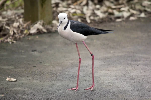 Preto Alado Stilt Tem Corpo Branco Asas Pretas — Fotografia de Stock