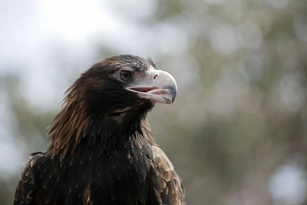 Wigstaartarend Een Bruine Vogel Als Hij Ouder Wordt Zijn Veren — Stockfoto