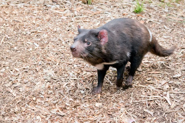 Diabo Tasmânia Está Cheirando Para Cheiro — Fotografia de Stock