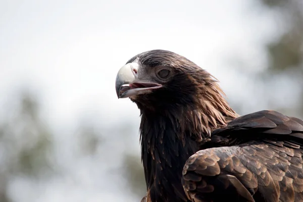 Águila Cola Cuña Pájaro Marrón Medida Que Envejece Sus Plumas —  Fotos de Stock