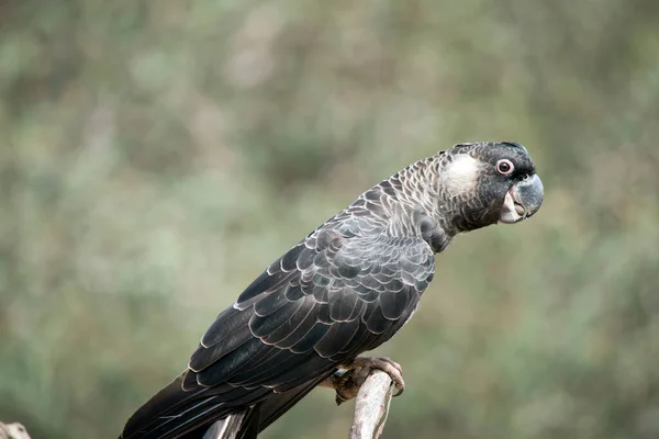 Side View White Tailed Black Cockatoo Perch — ストック写真