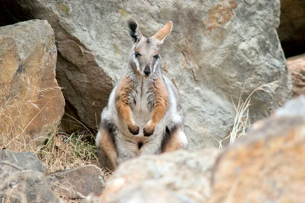 Wallaby Amarillo Roca Patas Está Vagando Alrededor Una Colina Rocosa —  Fotos de Stock