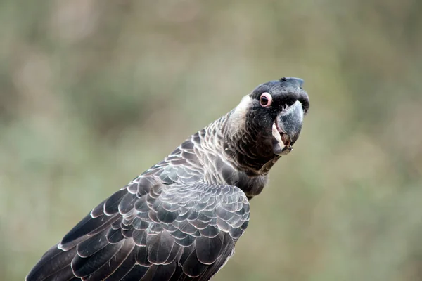 이것은 앵무새의를 가까이 — 스톡 사진