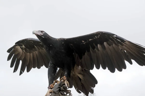 楔形尾鹰拖着褐色 老鸟的羽毛越暗 — 图库照片