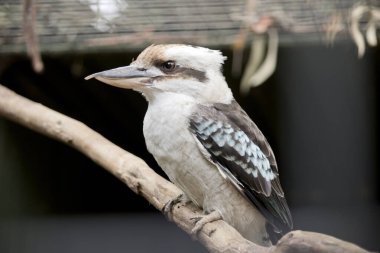 Bu gülünecek bir ahmak yan görülmektedir