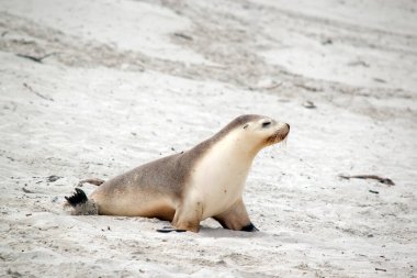 Deniz aslanı sahilde yürür ve annesini arar.
